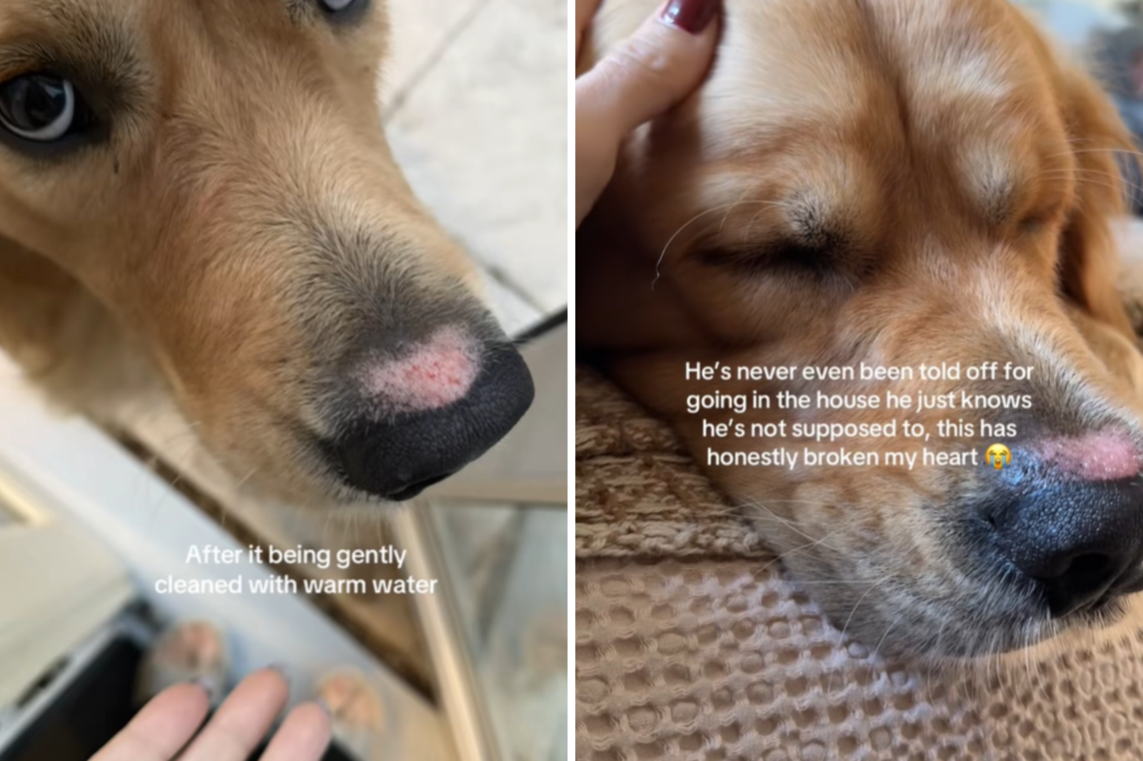 Joey após a limpeza suave no nariz
